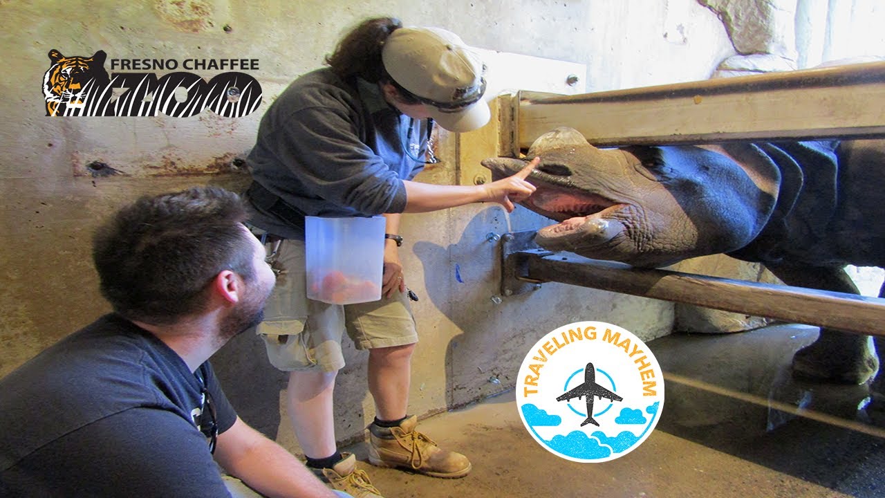 Fresno Chaffee Zoo - Behind The Scenes Encounter - Rhino Rumble
