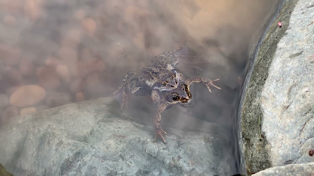 FROGS love their new Wildlife ecosystem POND