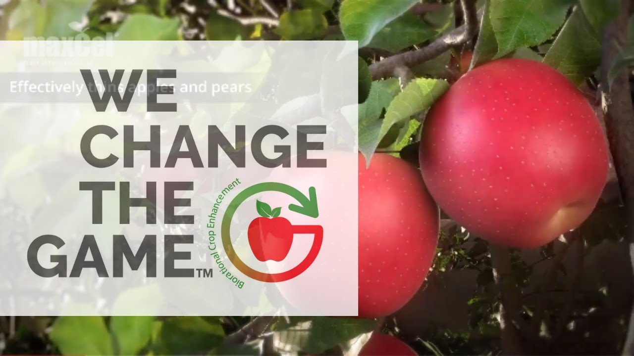 The Benefits of MaxCel® for Fruit Thinning on Apples