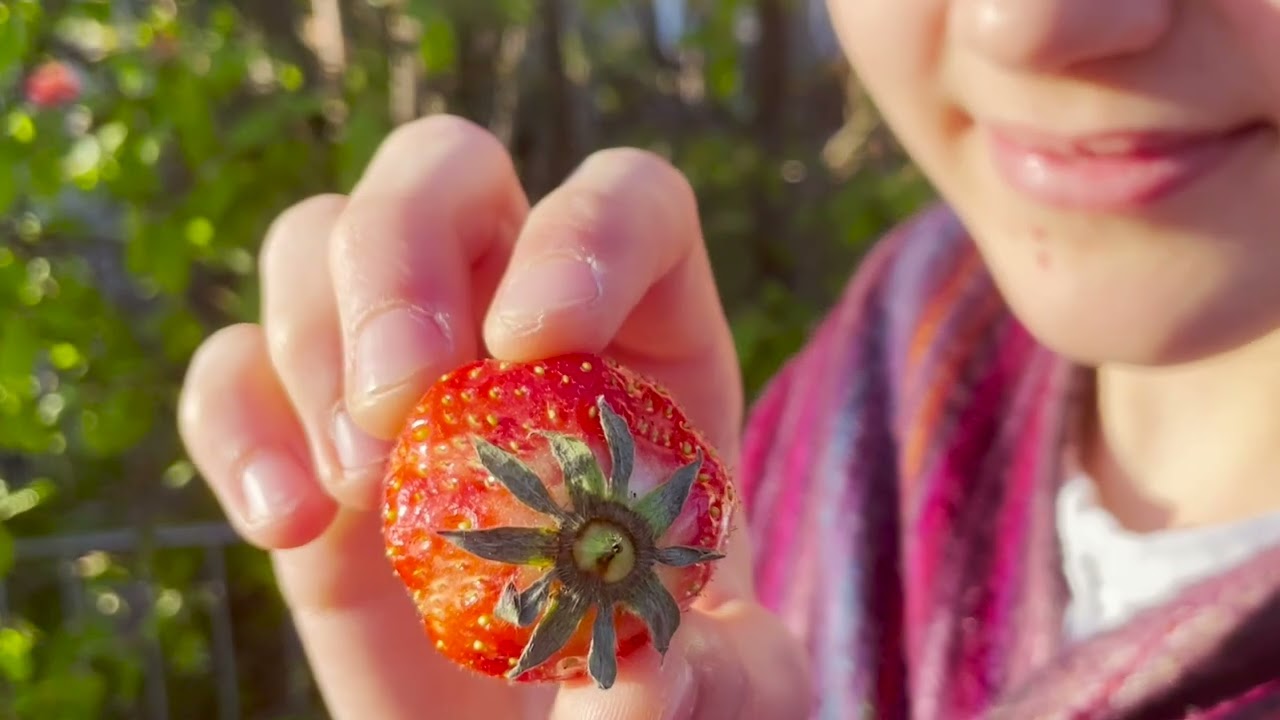 Vorstellung  der Familie der Rosaceae (Rosengew&auml;chse)