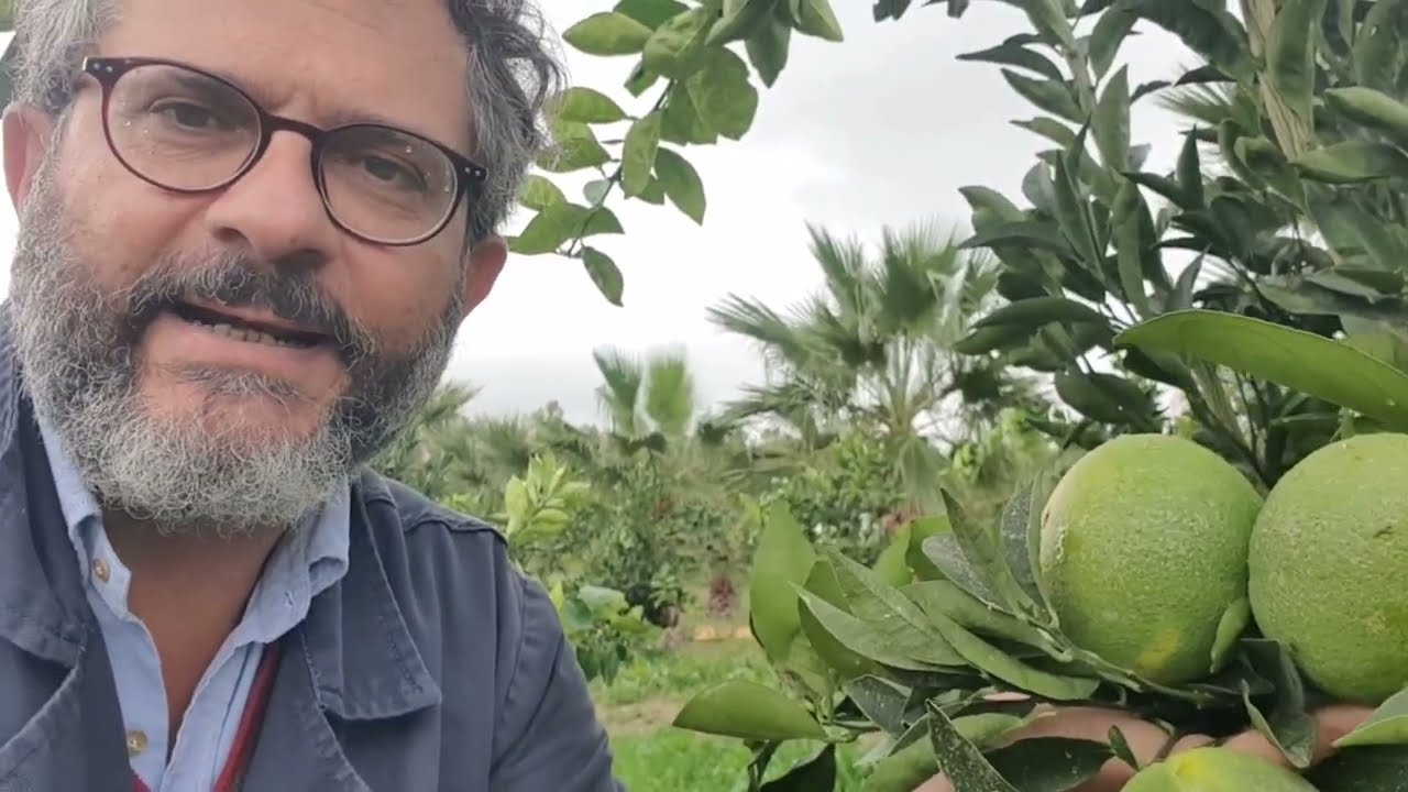 ARANCIO BRASILIANO: PIANTE DI DUE ANNI GIA' IN PRODUZIONE