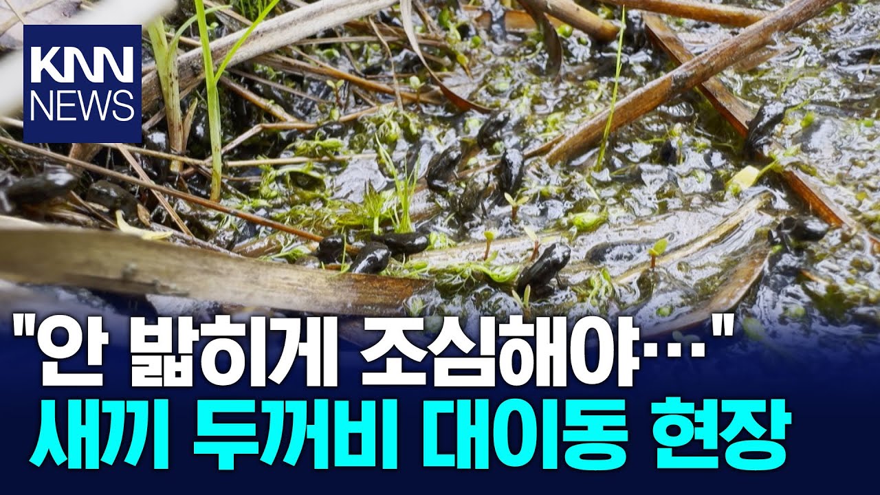 도심 속 새끼 두꺼비 대규모 이동 시작 / KNN