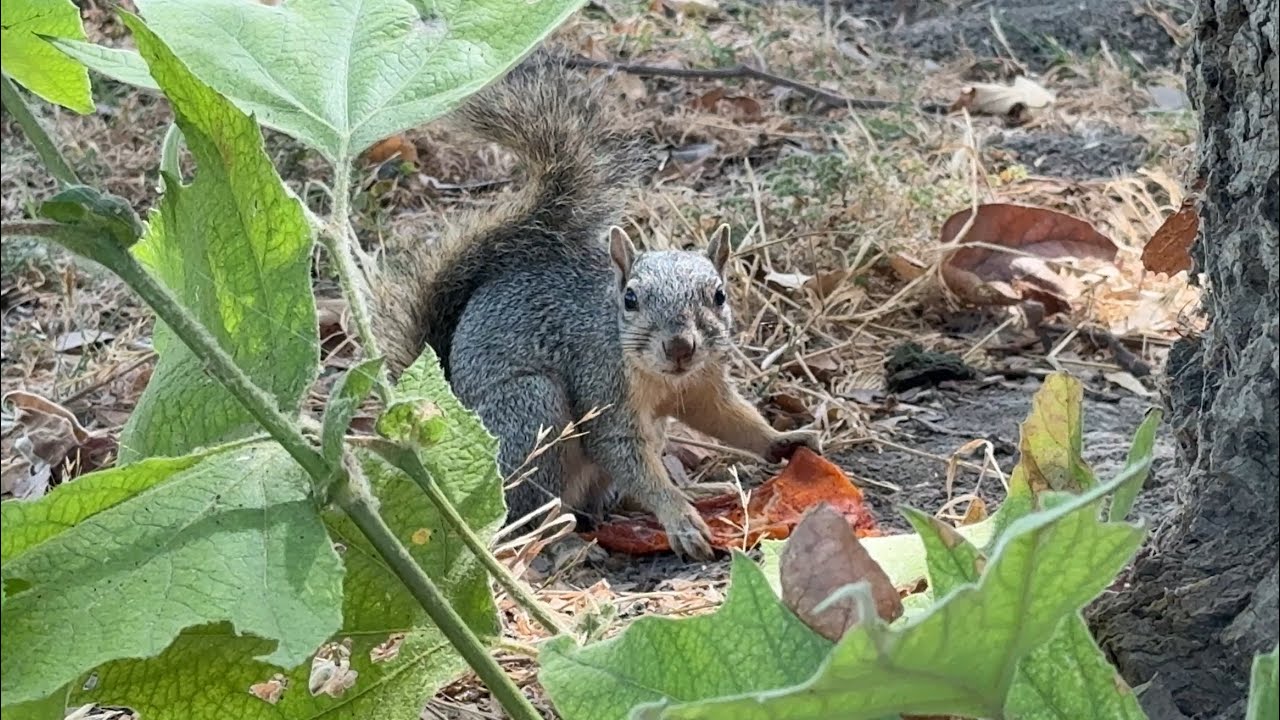 🌟Meet Billy | The adventurous squirrel