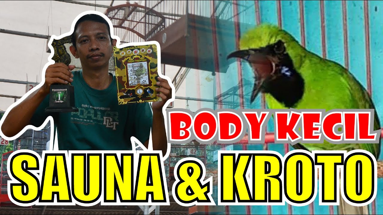 SETTINGAN CUCAK IJO BODY KECIL - SETTINGAN SAUNA SETTINGAN KROTO CUCAK IJO By HoBi ID