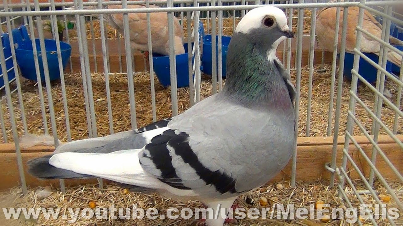 Cravat&eacute; Italien Panach&eacute; Bleu Barr&eacute; - Italian Owl Pigeon - Italienisches M&ouml;vchentauben