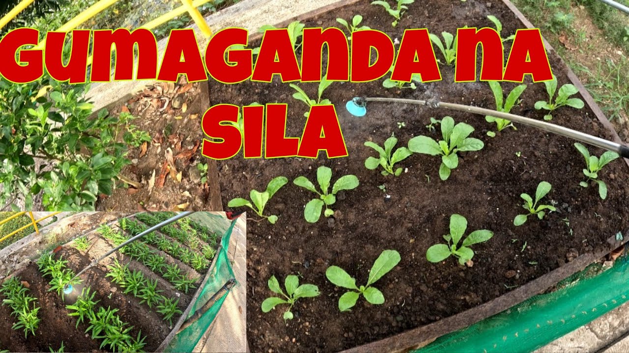 Unahin muna sila bago ang bakbakan sa lechonhouse | Gumaganda na ang radish