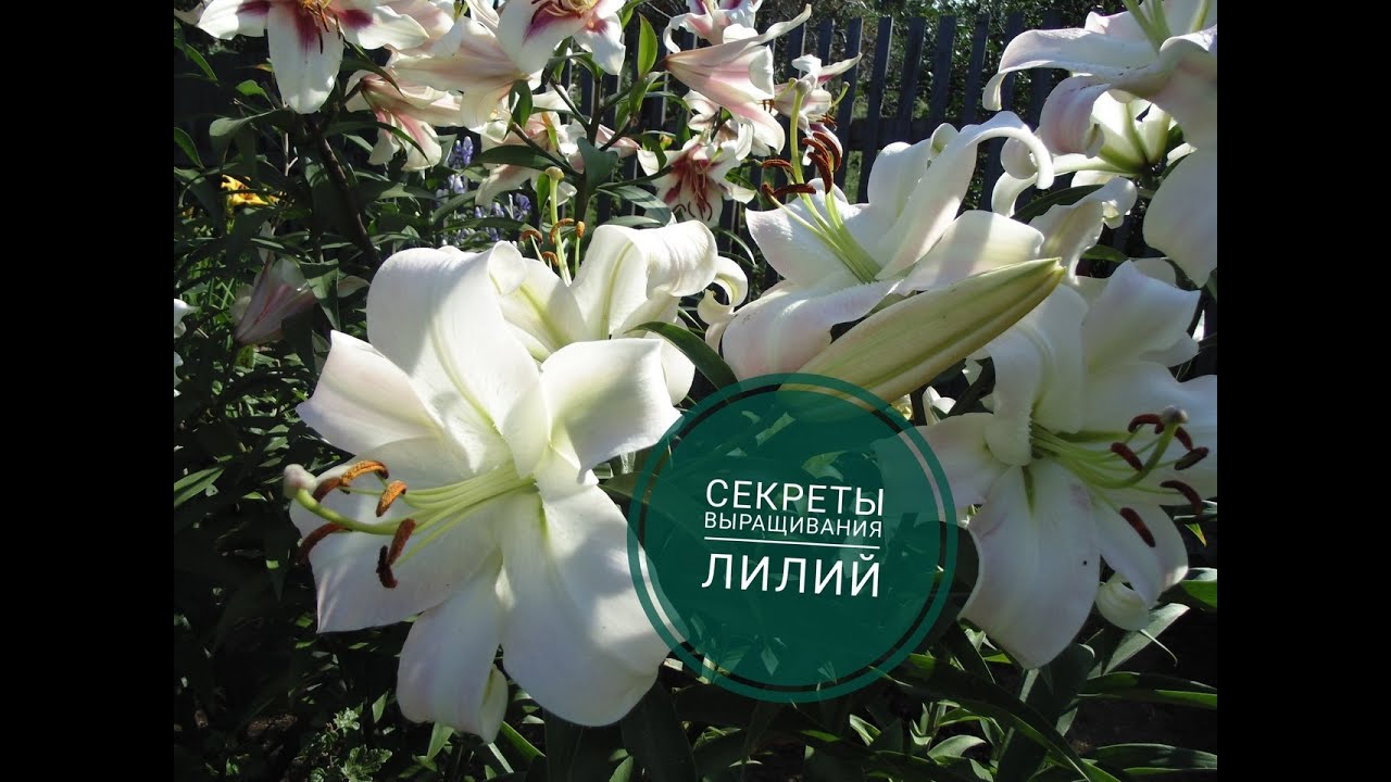 СЕКРЕТЫ ВЫРАЩИВАНИЯ ЛИЛИЙ
