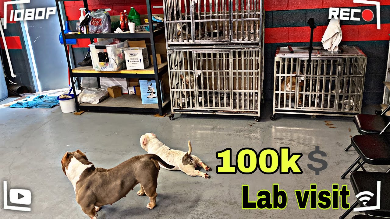 Cbkennells Almost had French/Bully puppies mixed &hellip;😡😡