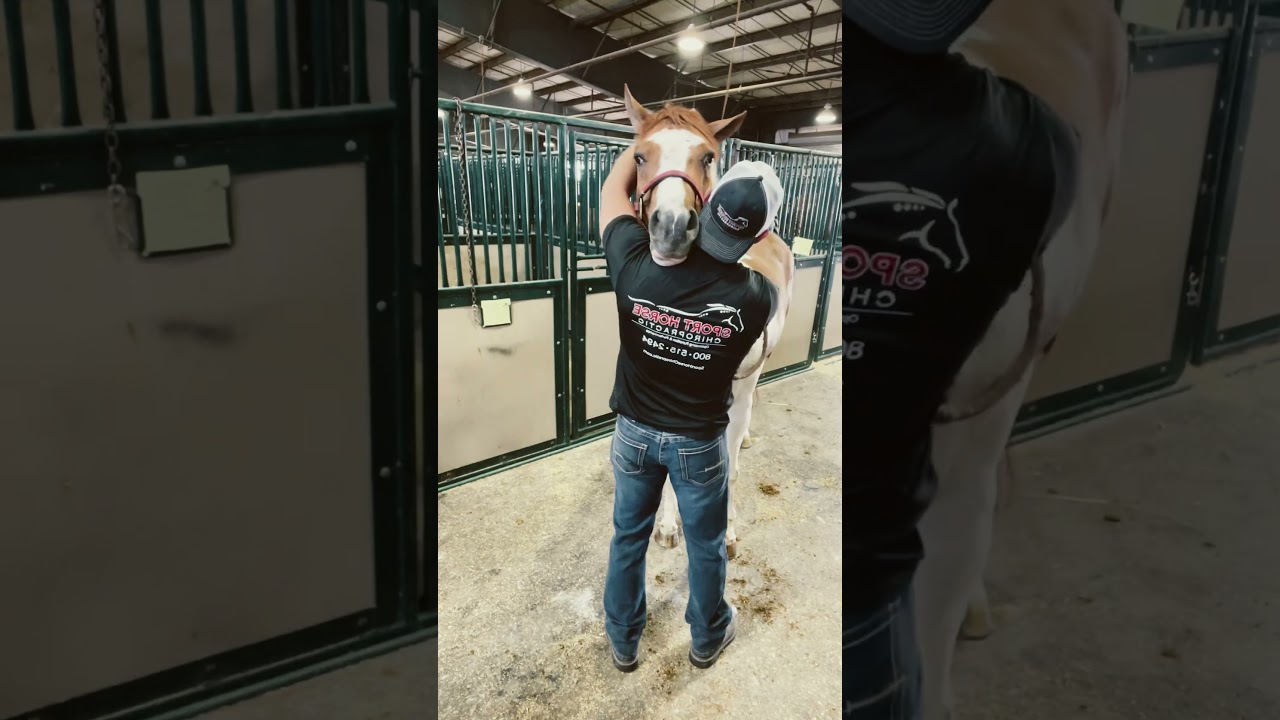 Big upper neck #chiropractic #adjustment for this #horse!