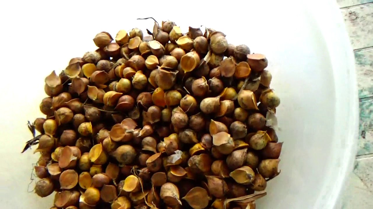 Elephant garlic corms planting prep.