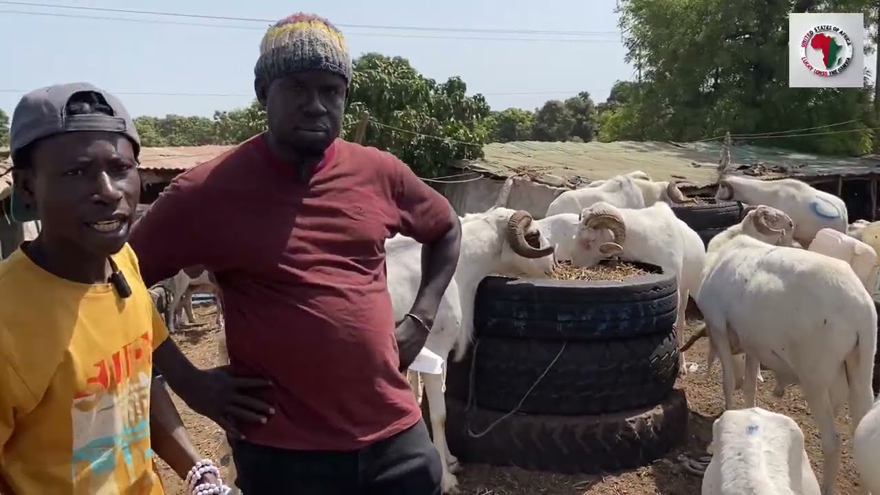 Eid Preparation Prace Of Ram And Goat In The Gambia 🇬🇲 West Africa 2026