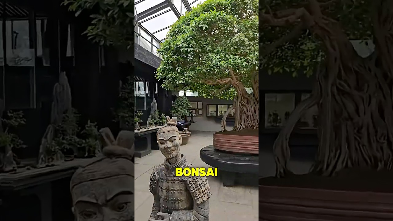 El bonsai m&aacute;s antiguo del mundo! 🗿 🌍 #shorts #bonsai