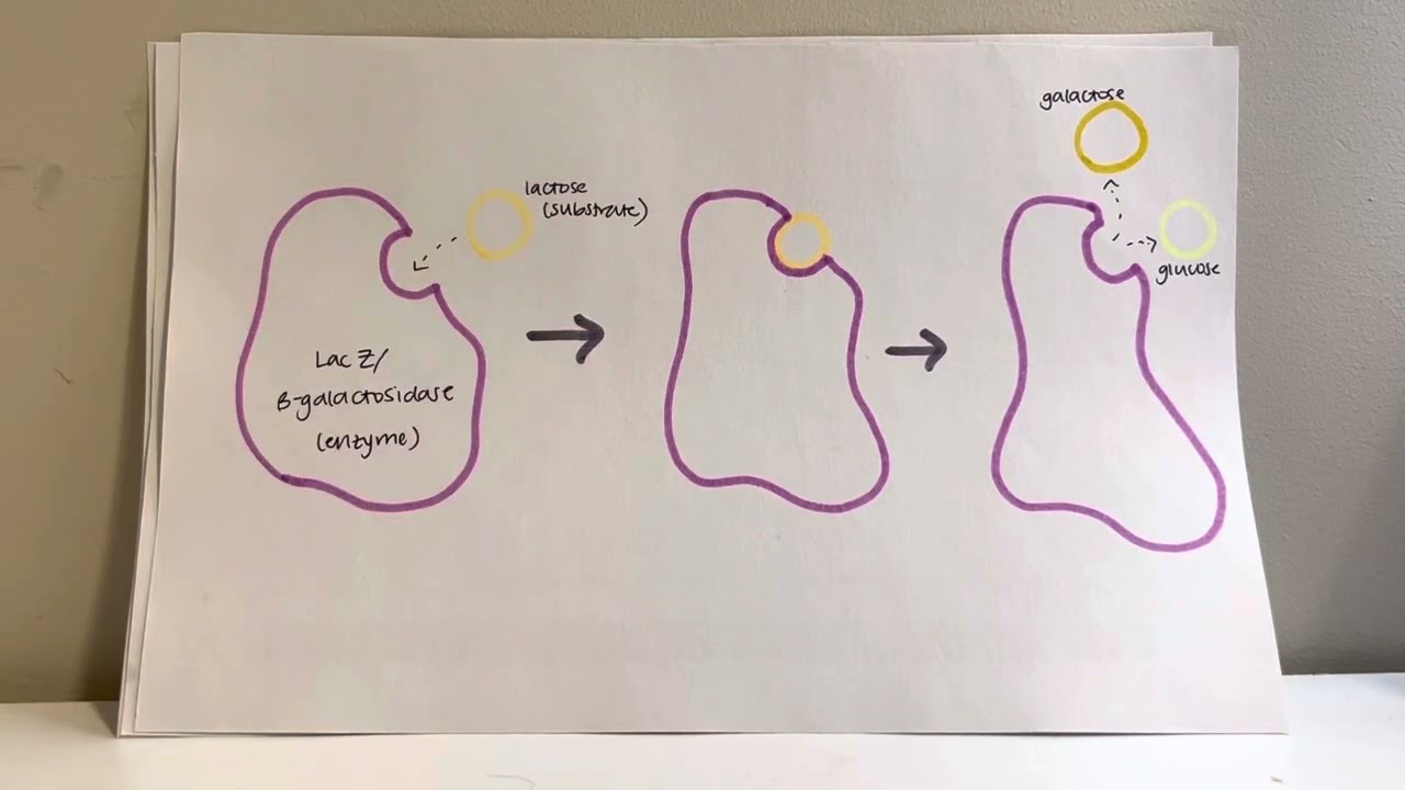 LacZ/B-galactosidase staining technique