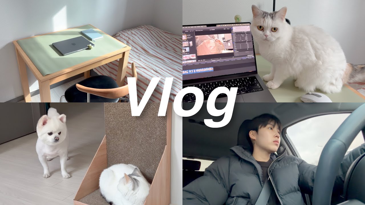 고양이방 룸투어 🐈 I 집에서 제일 작은 2평 방 꾸미기 I 합사 성공…?! I 집사 vlog