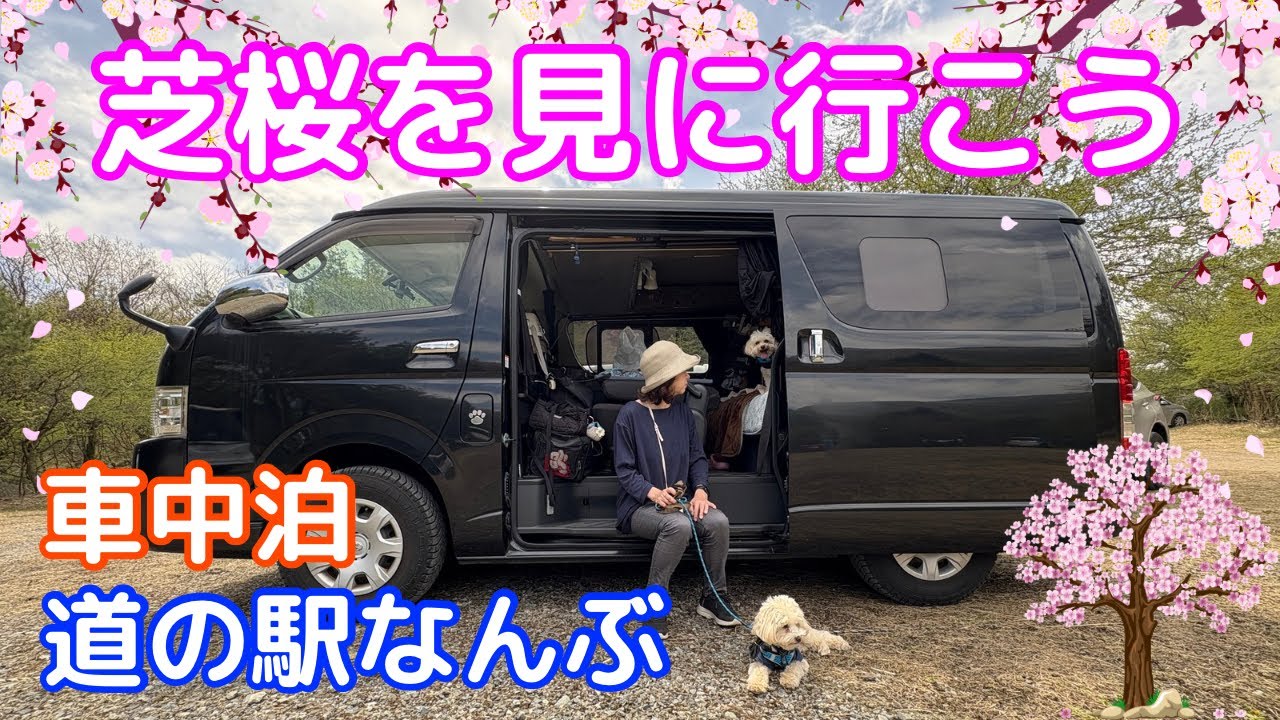 【愛犬2匹と車中泊】ハイエースで富士山周辺旅の前編　道の駅なんぶ車中泊・富士芝桜まつり・B級グルメ