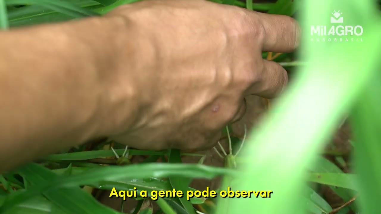 ESTOLOES DUNAMIS