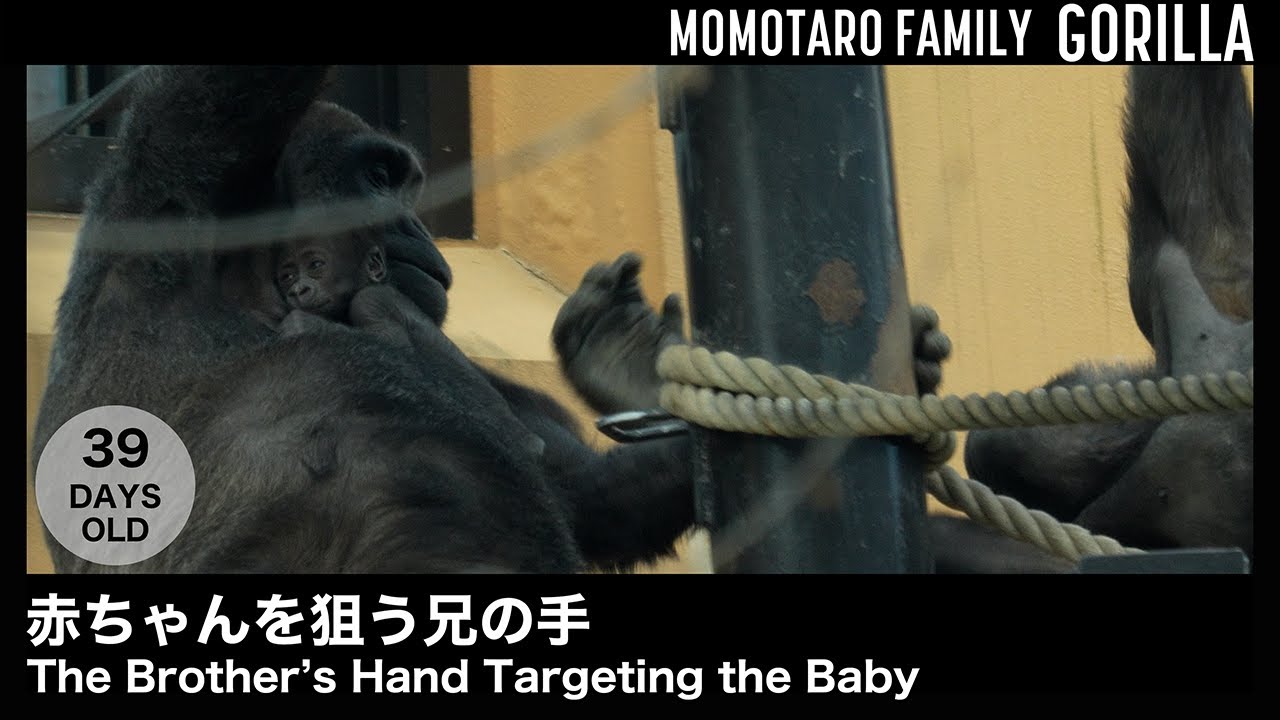 Рука брата, що спрямована на немовля – Весёлая семья горилл в Zoo Kyoto, Т. 45