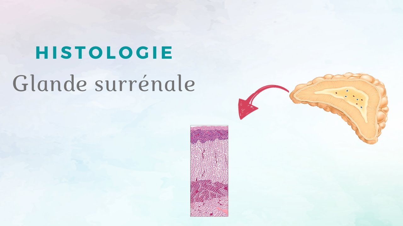 Histologie de la Glande Surrénale