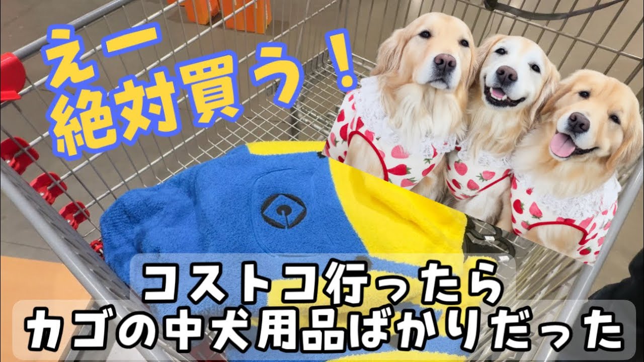 せっかくコストコ行ったのにカゴの中は犬用品ばっかり