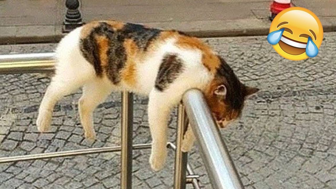 ŚMIESZNE ZWIERZĘTA 2025🐼#173😹 Zabawne i Słodkie 😹