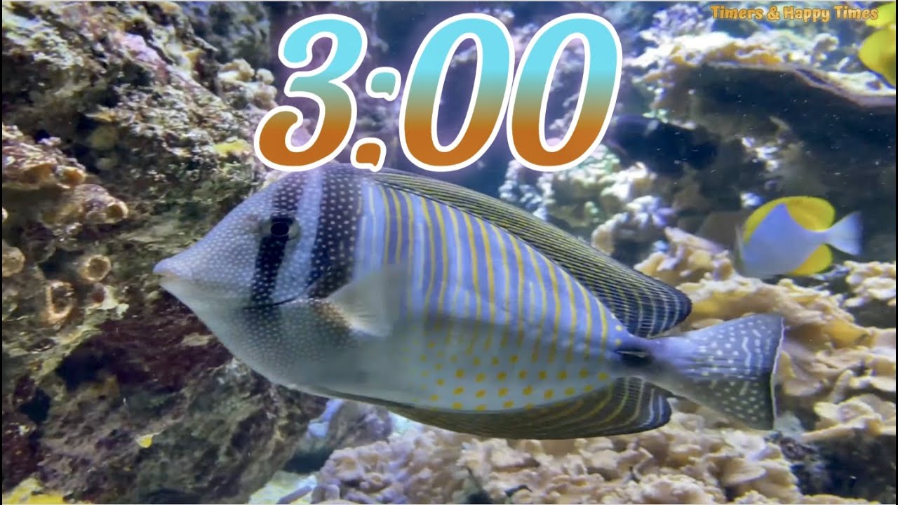 3 Minute Aquarium Timer/Countdown With Relaxing Music 🐟🐠|Cuenta Regresiva de 3 Minutos con M&uacute;sica.