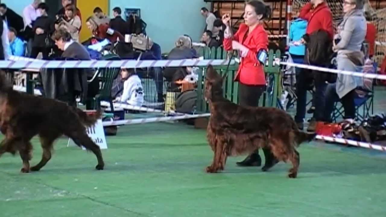 Winner Dog Competition