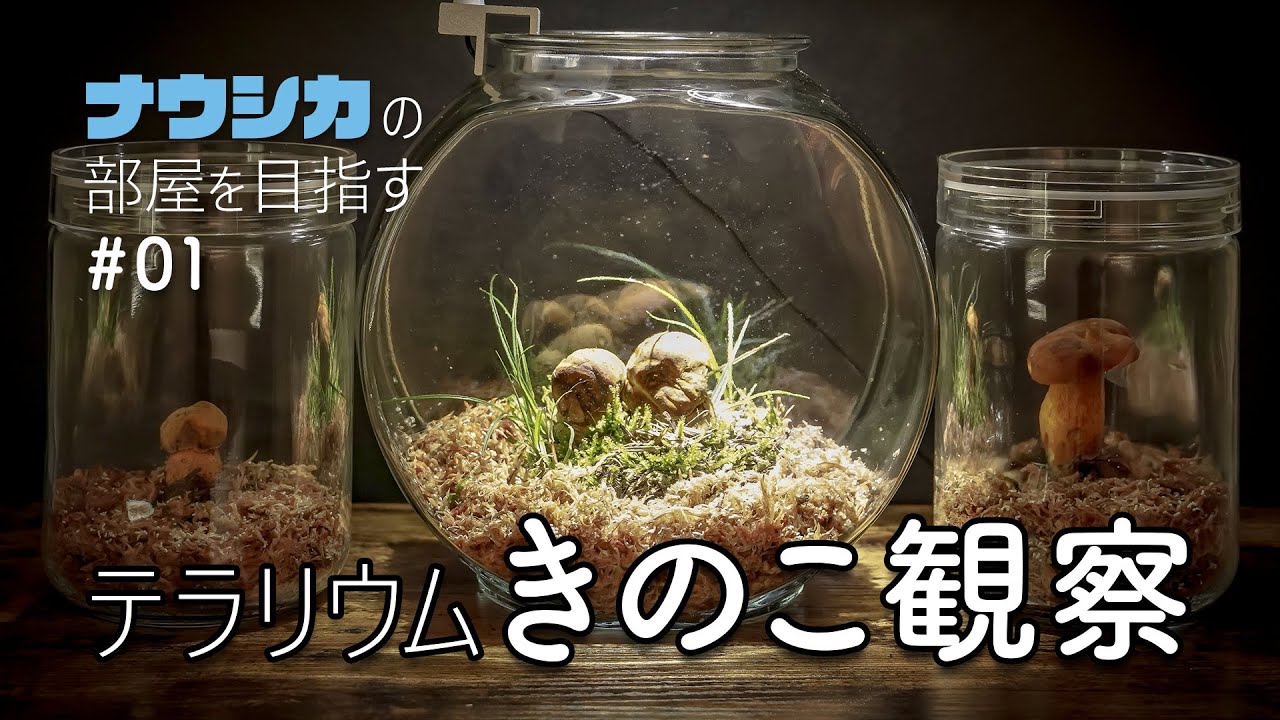 【きのこ観察】テラリウム  夏キノコ アカヤマドリ コガネヤマドリ きのこリウム | ナウシカの部屋