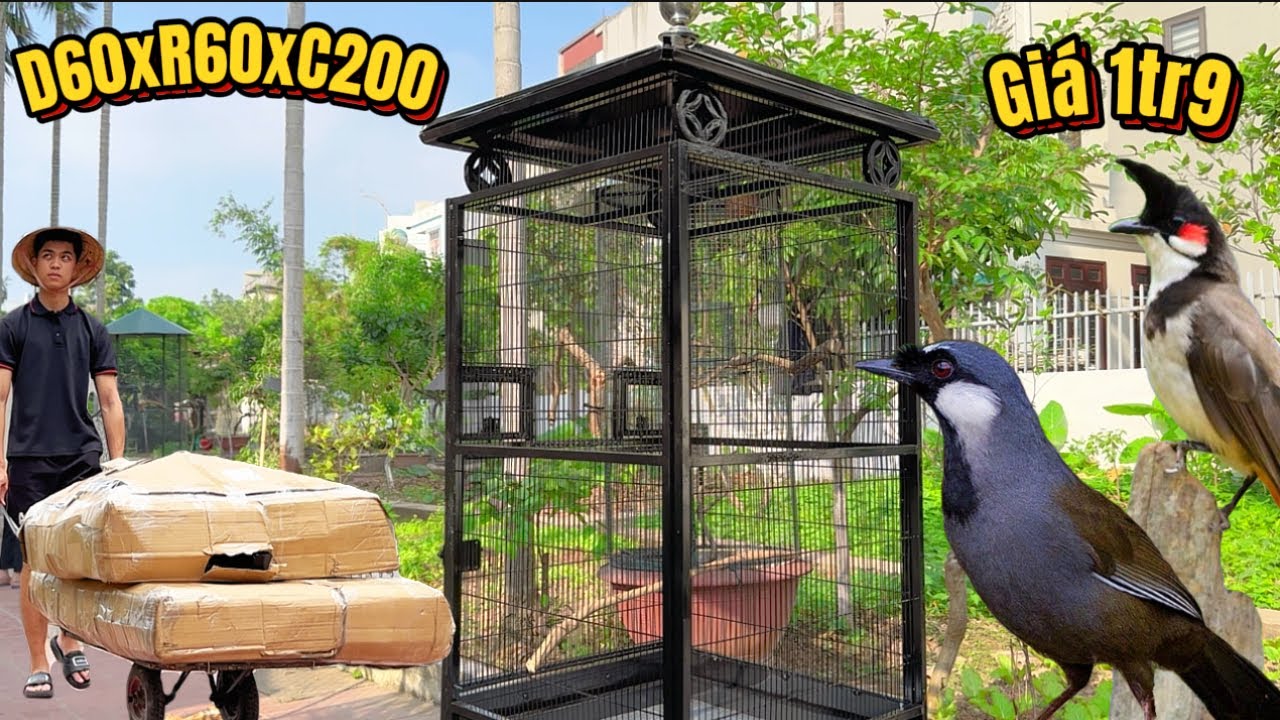 Lắp Gh&eacute;p Chuồng Nu&ocirc;i Chim Cảnh Nhỏ (Avi Mini) - Rất đẹp v&agrave; tiện lợi || Đạt Bird TV