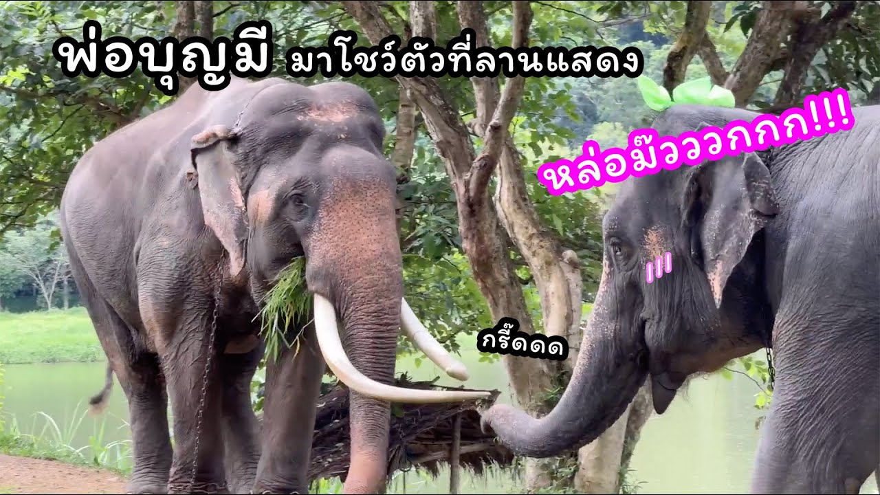 ตามติดชีวิตช้าง Daily Live 11 ก.ย. 2567 แอดปป แอดจุ้ย แอดกระตุ่ย พาไปดูช้างงาหล่อๆ เพียบ ในไลฟ์เดียว