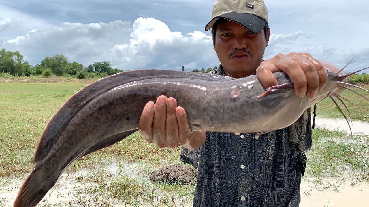 Best Fishing 2022 - Unbelievable Founding & Catch Big Catfish By Hand In Mud