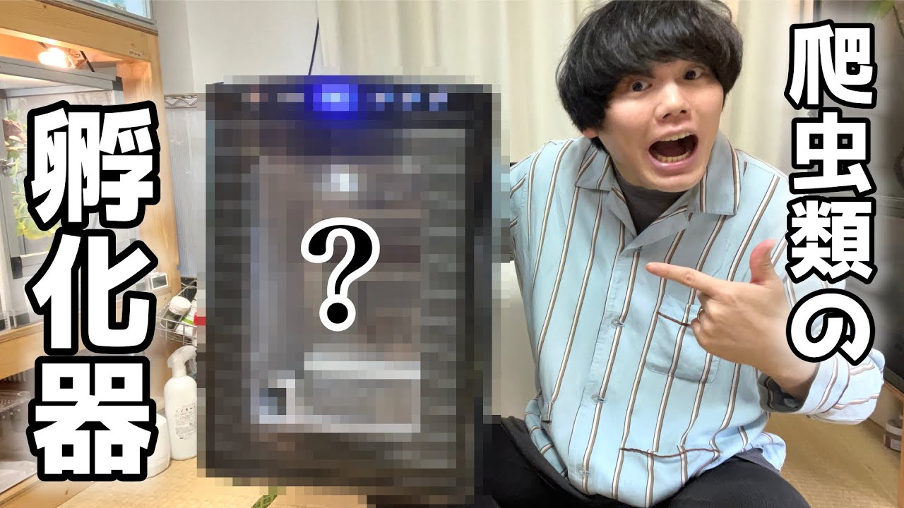 カメレオンの卵の管理に！孵化器インキュベーターを購入！【バシリスクカメレオン】