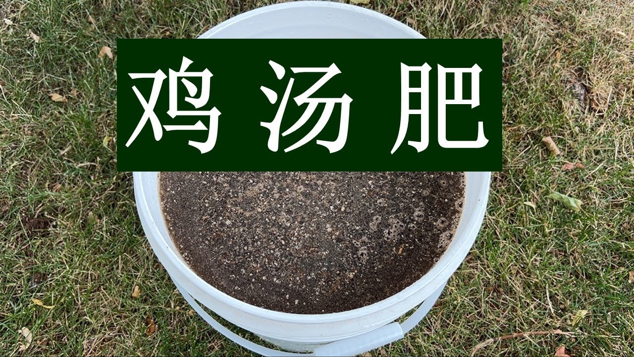 怎样制作和施用“鸡汤肥”？“鸡汤肥”，一种有机、便宜、快速和高效的液体有机肥