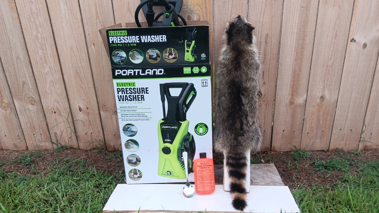 Fleshing & Tanning Cased Raccoon Hides The Easy Way!