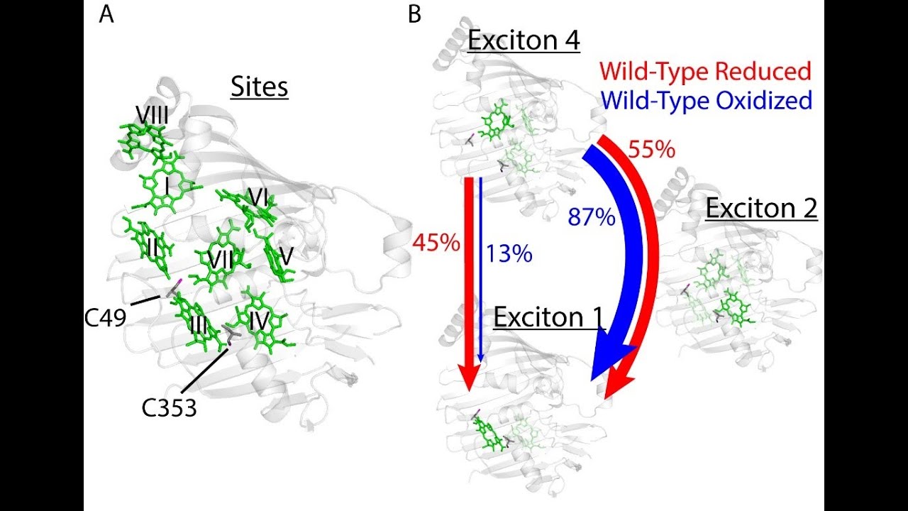 Quantum Dynamics for Real-Time Processing of Excitonic Energy