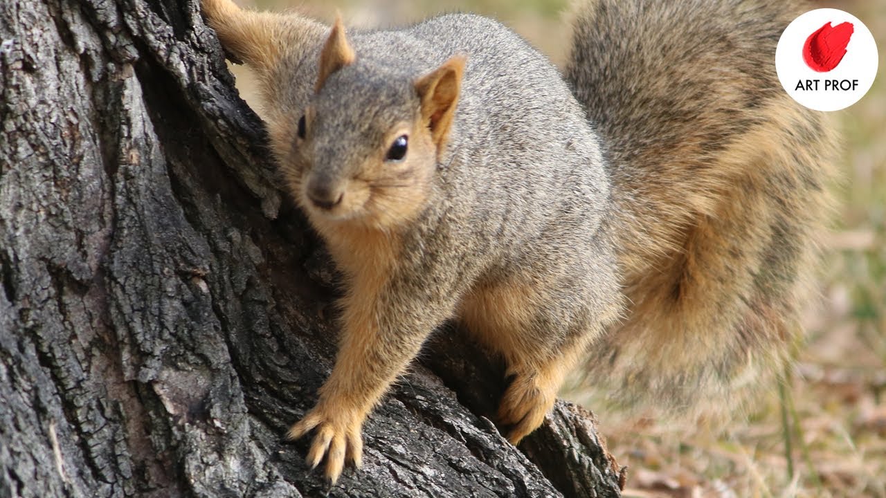 Timed Drawing Exercise: Squirrels, 2 min. Poses