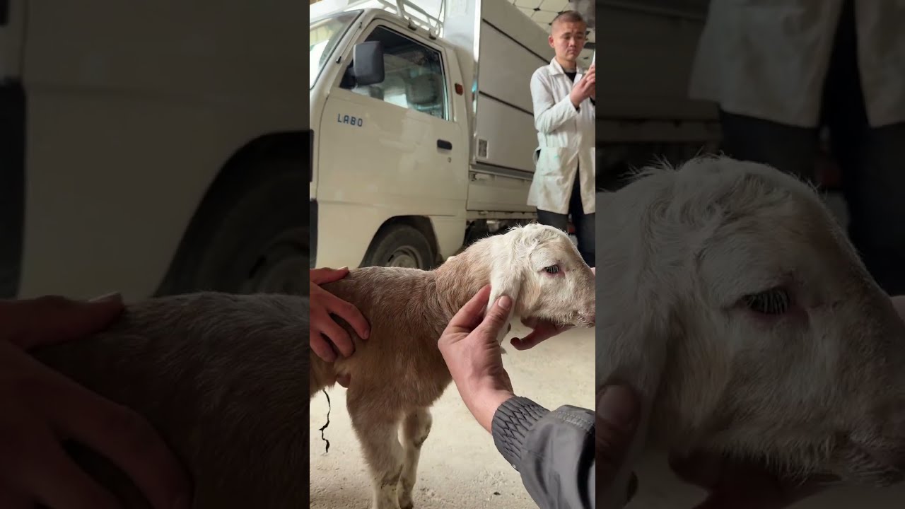 Қўйларда сут келмаслиги ва егзак қўйларга етказолмаслиги