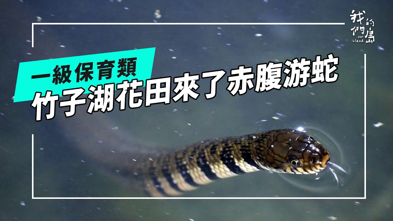 田裡來了赤腹游蛇｜除了友善農業 牠們還需要什麼？(公視我們的島 第1303集 2025-04-21)