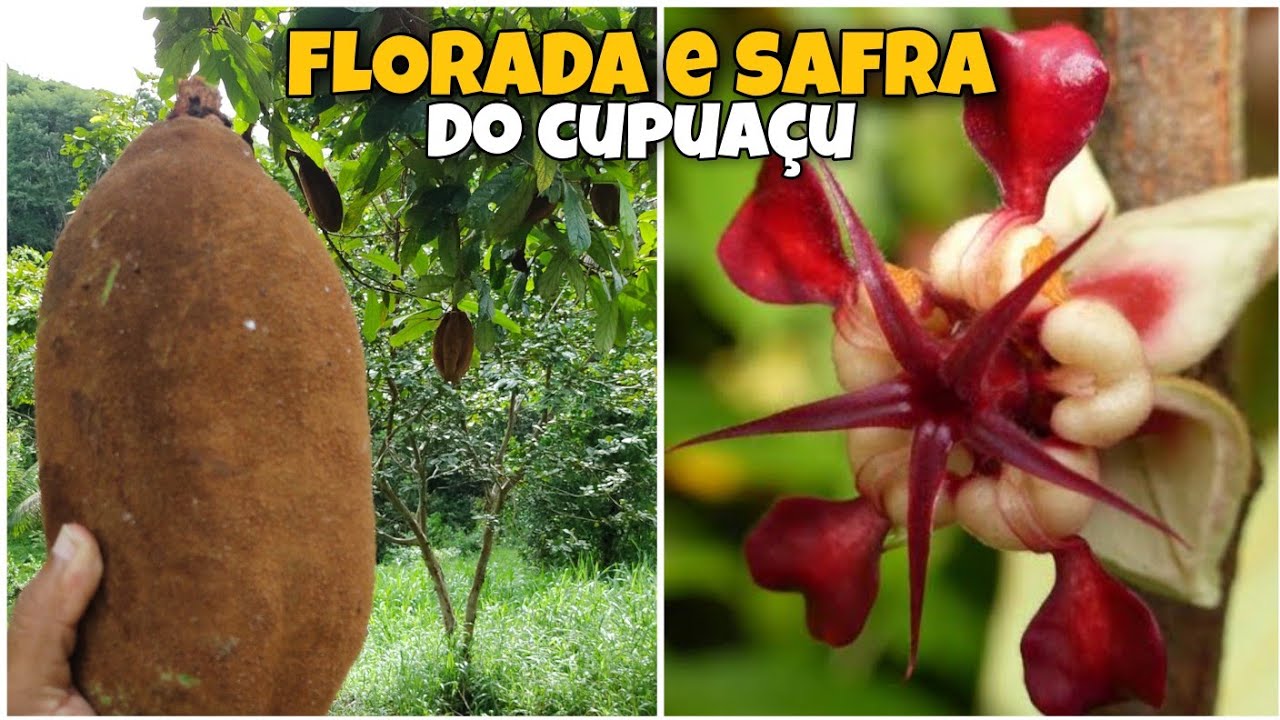 QUAL A ÉPOCA DE FLORADA DO CUPUAÇU,  QUANTOS ANOS O CUPUAÇU COMEÇA A PRODUZIR