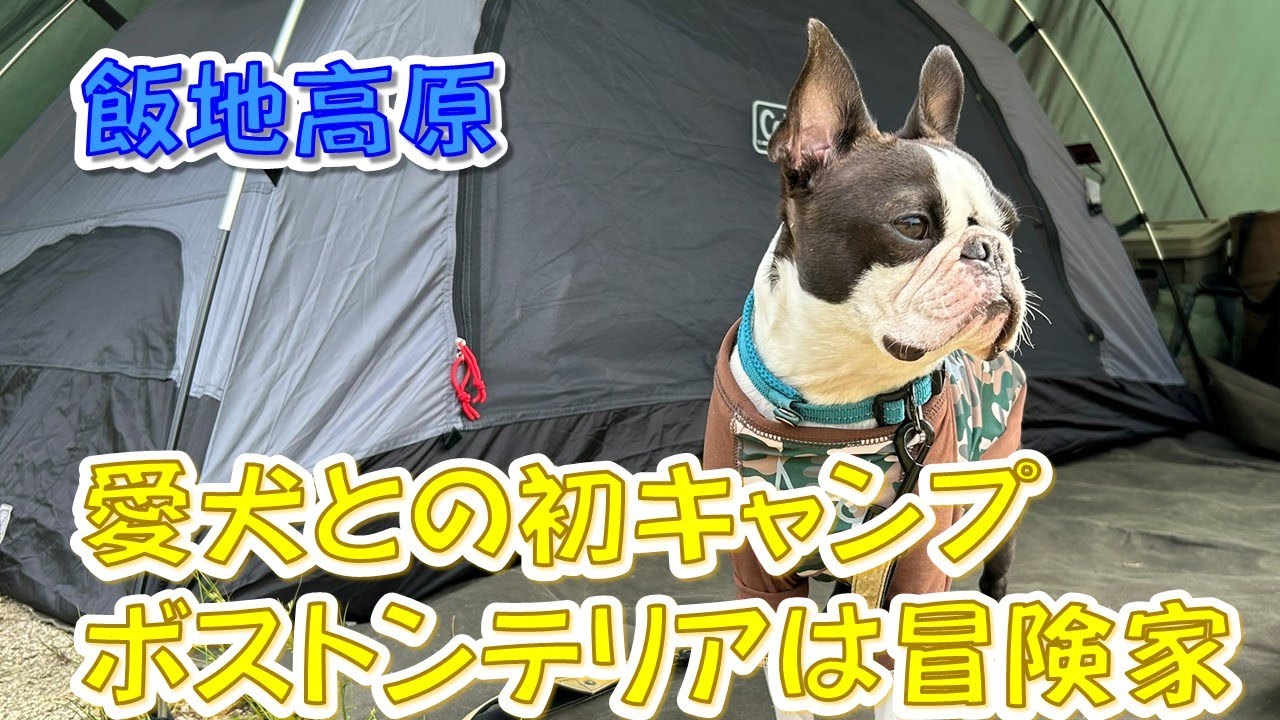 【ソロキャンプ】愛犬との初キャンプ　ボストンテリアは冒険家
