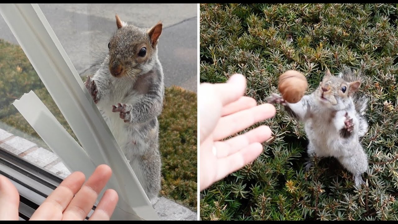 Squirrel knocks on my window to ask me to play catch with her