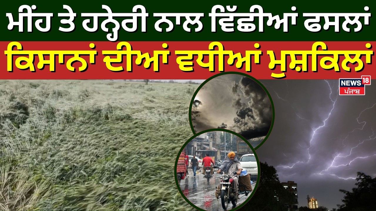 Samana News | ਮੀਂਹ ਤੇ ਹਨ੍ਹੇਰੀ ਨਾਲ ਵਿੱਛੀਆਂ ਫਸਲਾਂ, ਕਿਸਾਨਾਂ ਦੀਆਂ ਵਧੀਆਂ ਮੁਸ਼ਕਿਲਾਂ | Weather Update | N18V