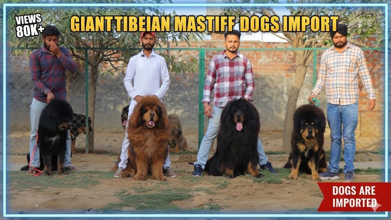Giant Import Tibetian Mastiff Dogs At Chahal Kennel Punjab