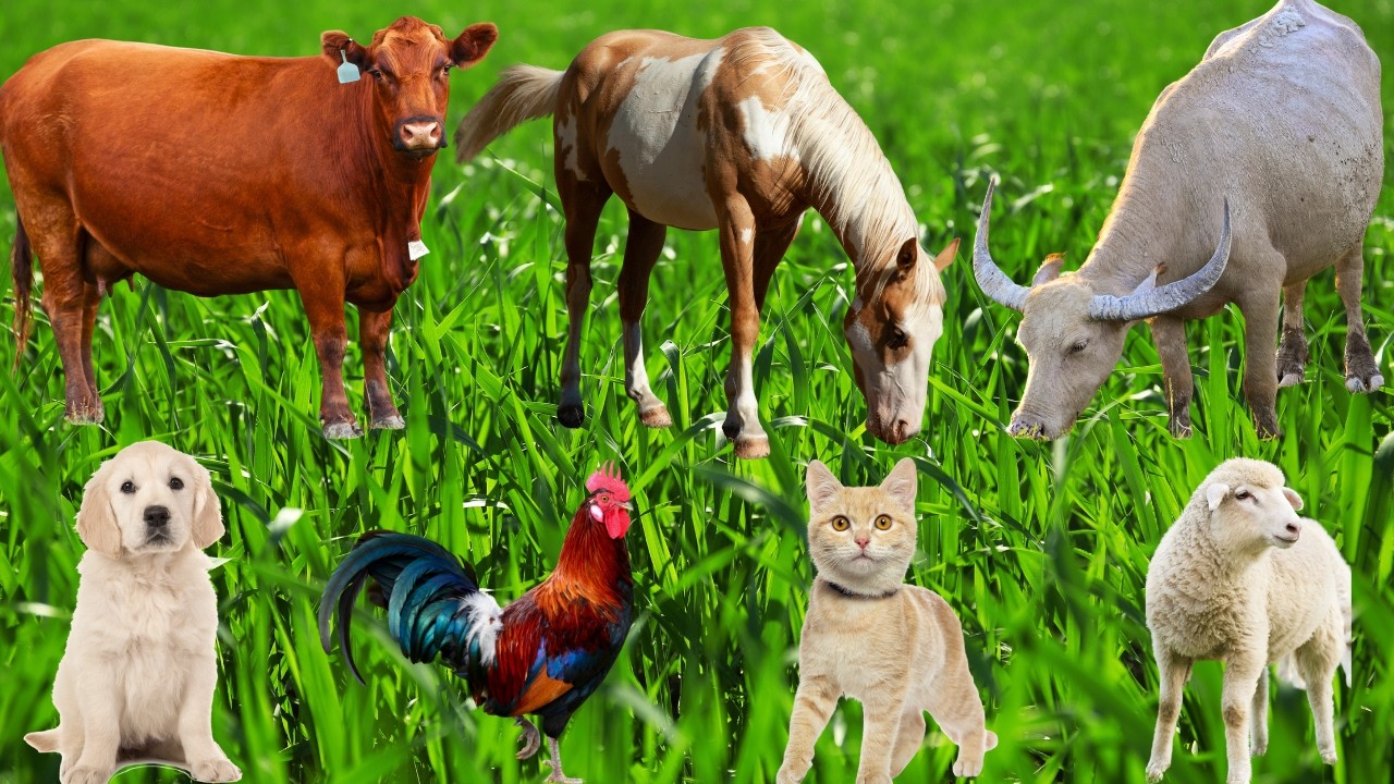 Farm Animal Foraging:Cow, Horse, Goat, Duck, Buffalo, Chicken-Cute Animals