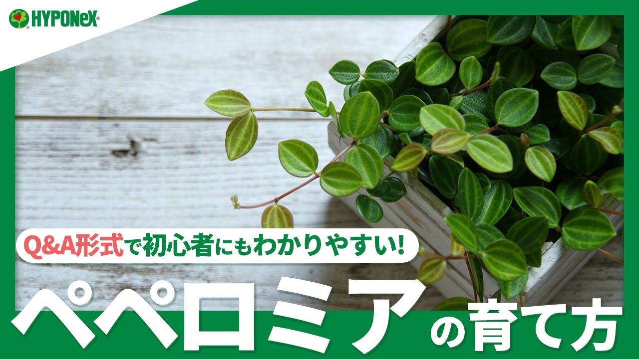 ☘14: ペペロミアの育て方｜おすすめの品種は？葉が落ちる原因や増やし方などもご紹介｜【PlantiaQ&A】植物の情報、育て方をQ&A形式でご紹介