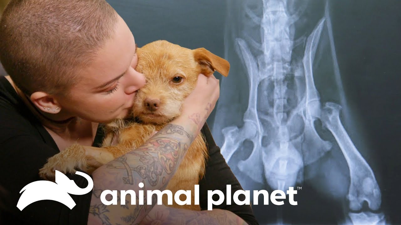 Cachorro com histórico de maus tratos é adotado | Família ao Resgate | Animal Planet Brasil