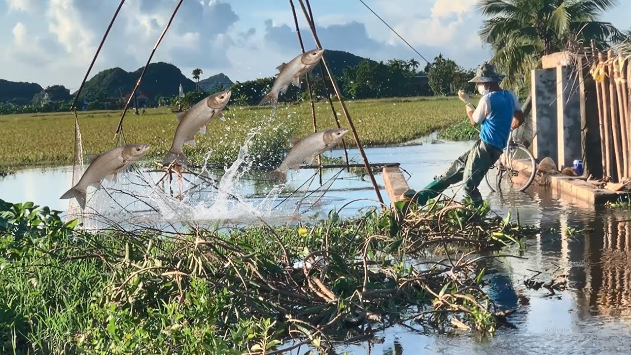 Chuỗi Những Ngày Cao Điểm Kéo Vó Bắt Cá Mùa Lũ * Ngày 3