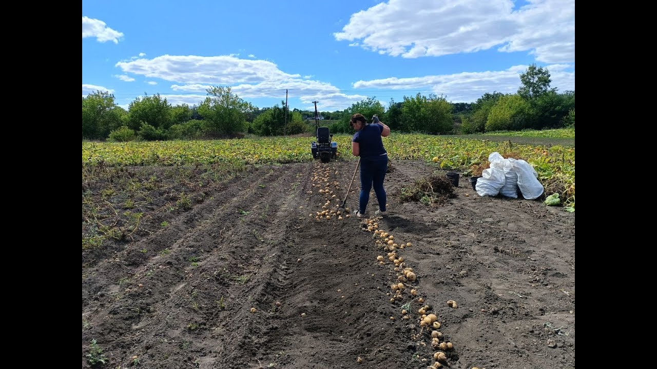 Ще картоплю так не копали😊👍🥔