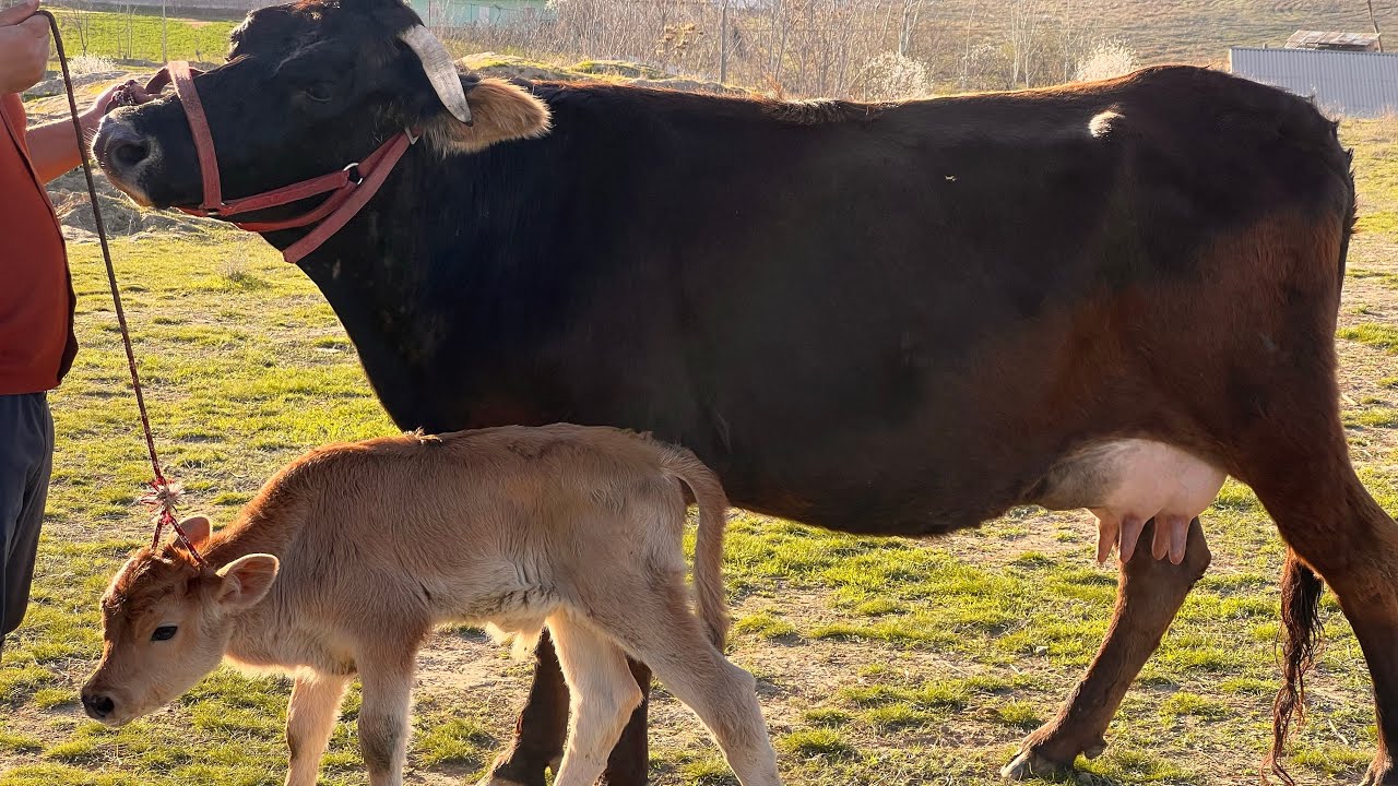 ☎️905 34 01 01☎️ГОВИ ШИВЕДИ БУКАЧАДОРИ    НАВОРИ ТОЗА  25 февраля 2026 г.