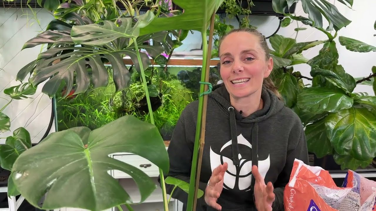 How to Repot Your Monstera Without Killing It! 🌿