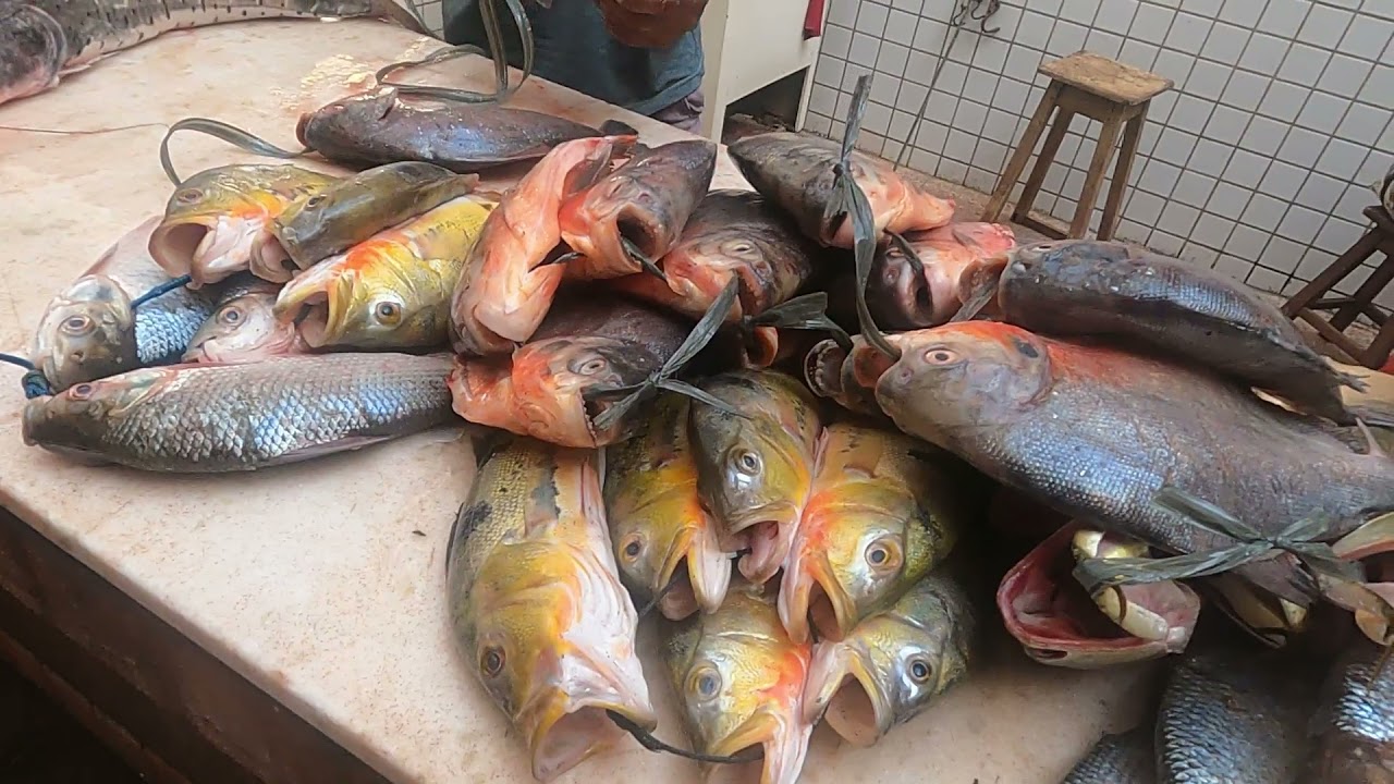 Vistamos feira e mercado de peixe em Monte Alegre Pará + almoço no quintal